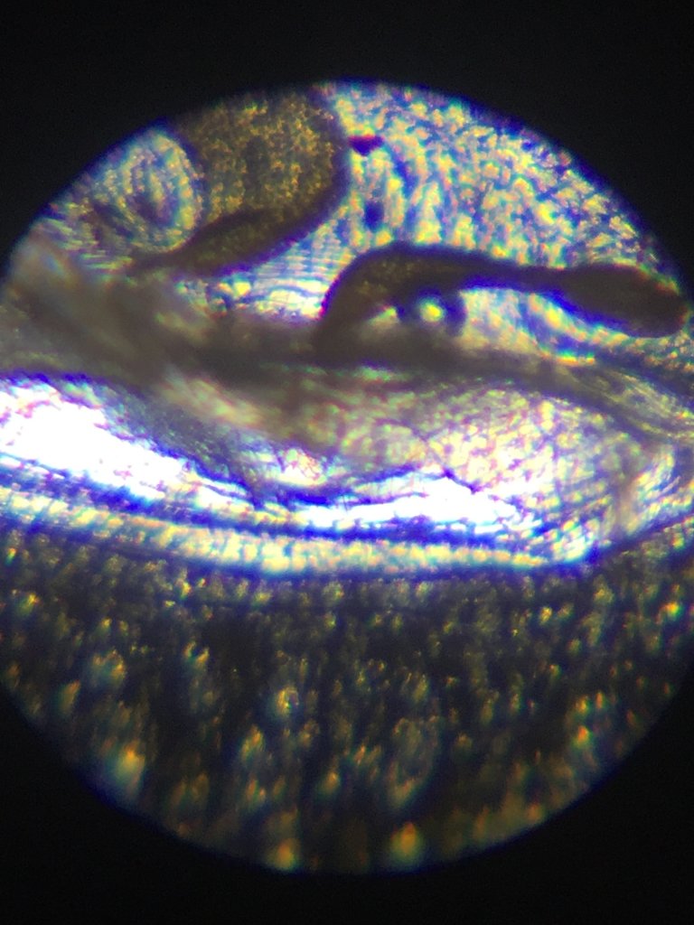 Female A. avicularia?