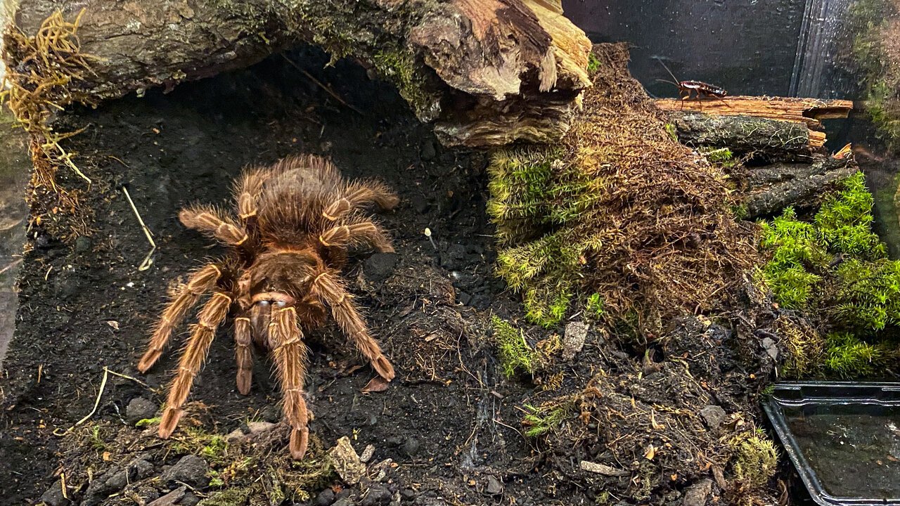 Female A. paulensis in pre-molt