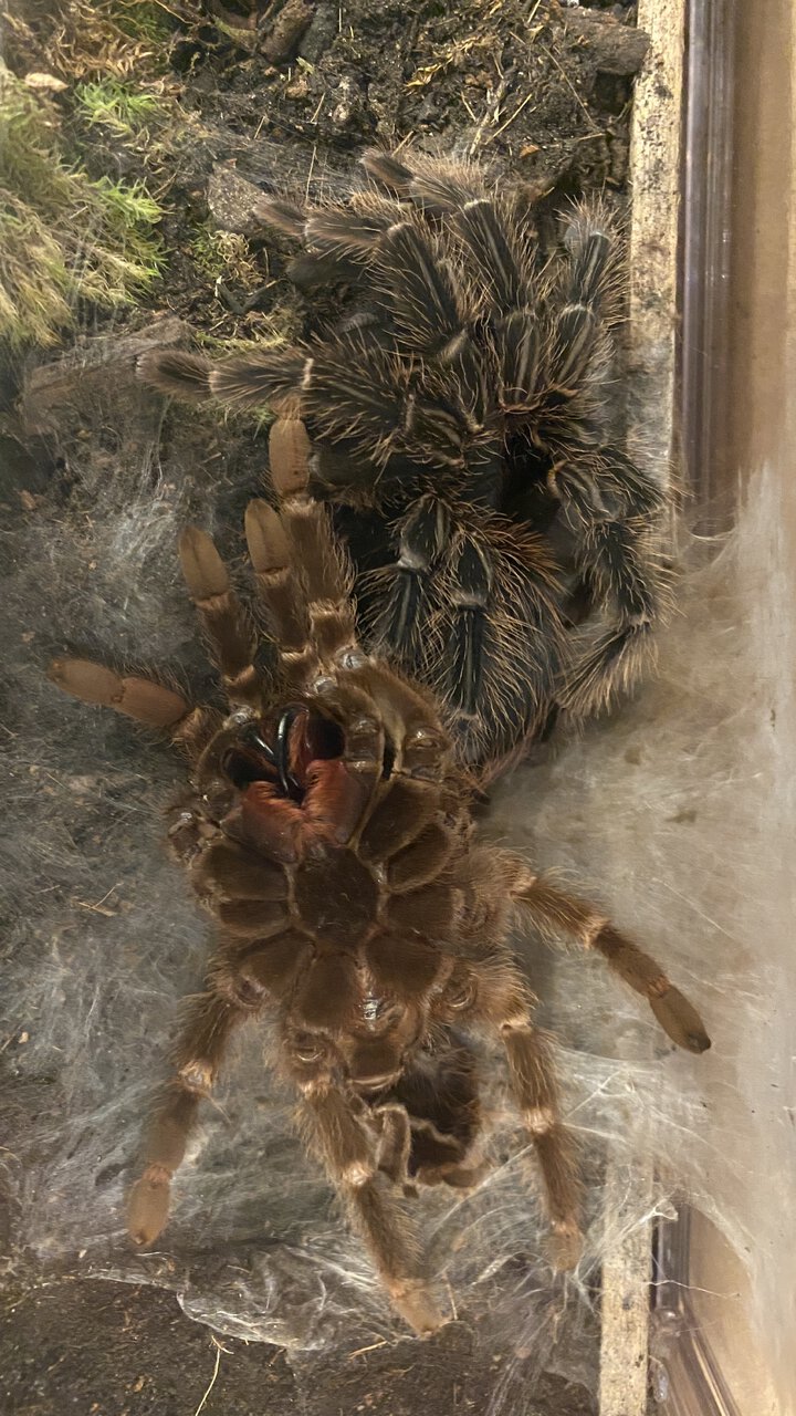 Female A. paulensis post molt color difference