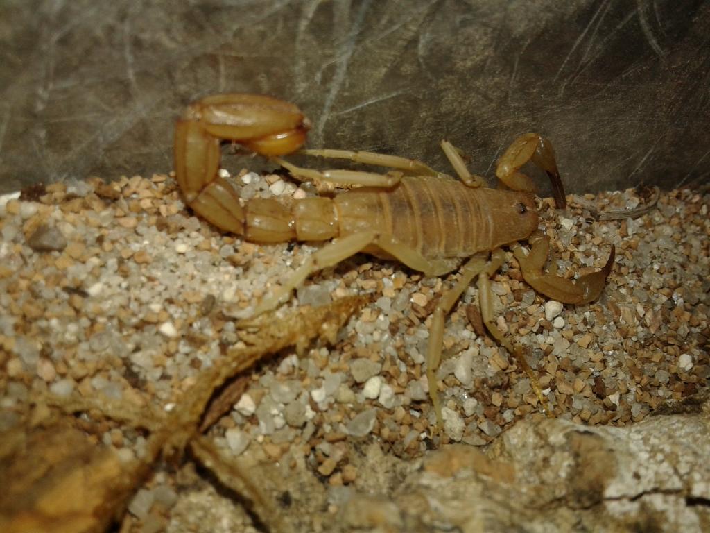 Female and Male Hoffmanius Confusus