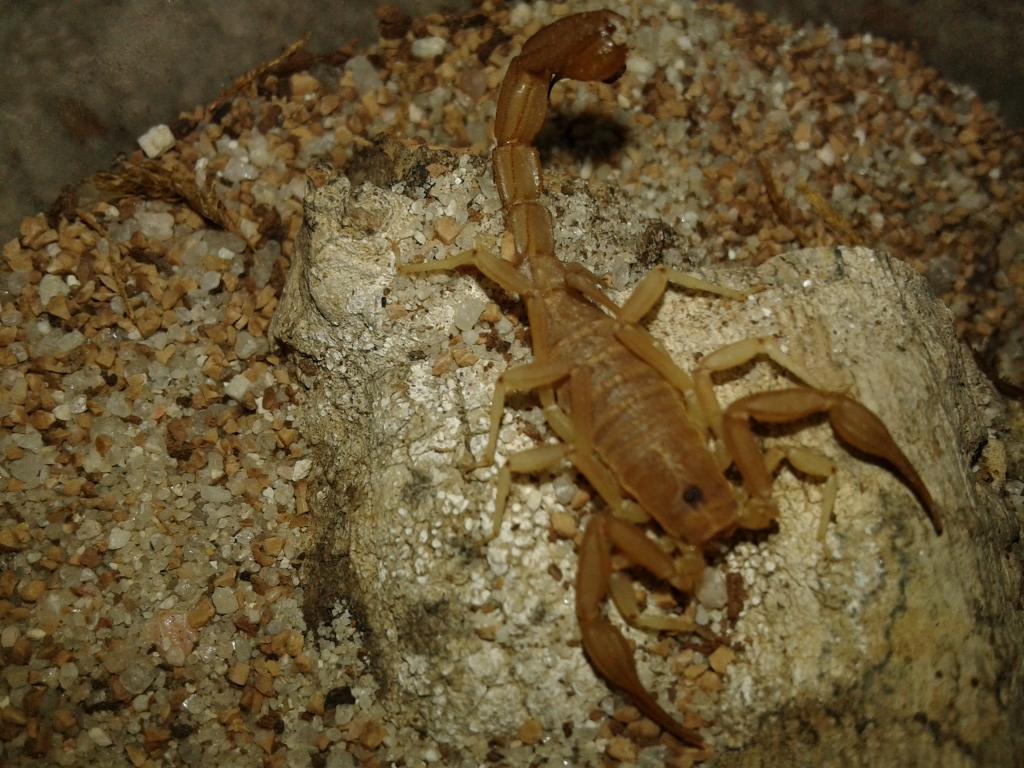 Female and Male Hoffmanius Confusus