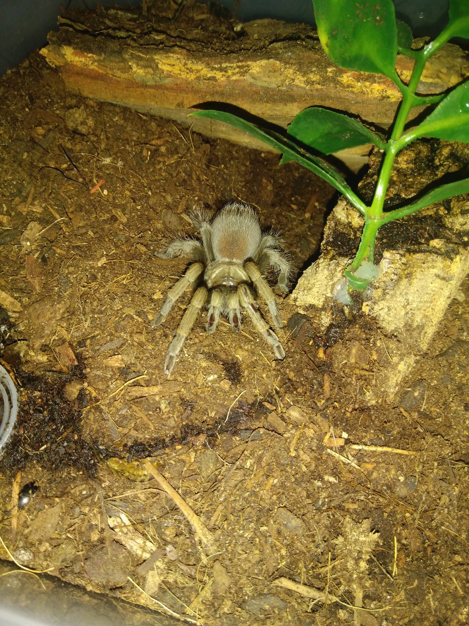 Female Aphonopelma chalcodes