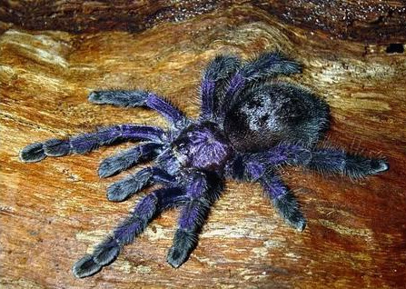 Female Avicularia Purpurea