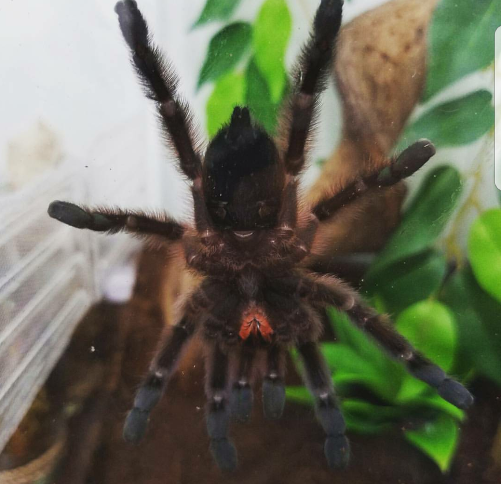 Female avicularia versicolor