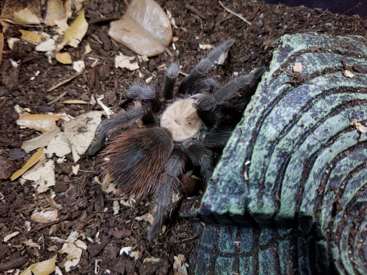 Female B. albiceps in heavy premolt