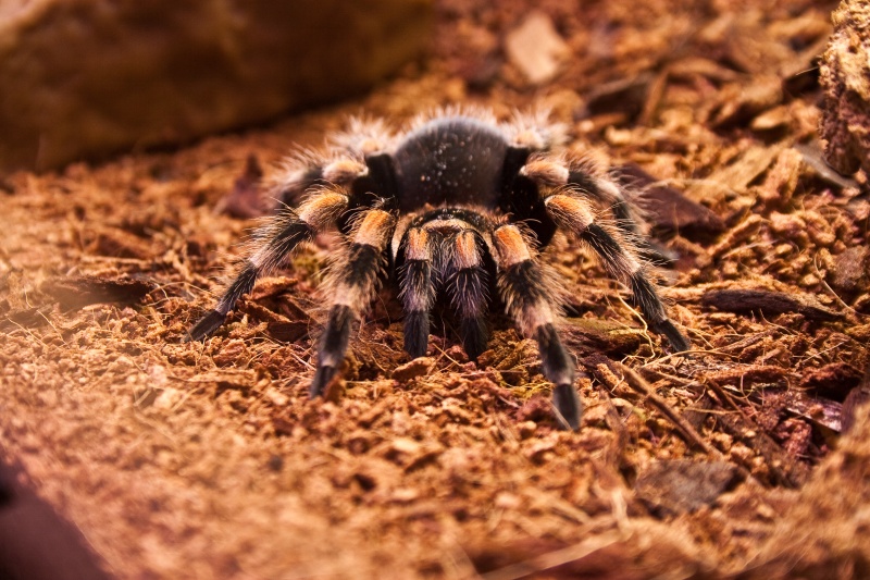 Female B. smithi - Jazz