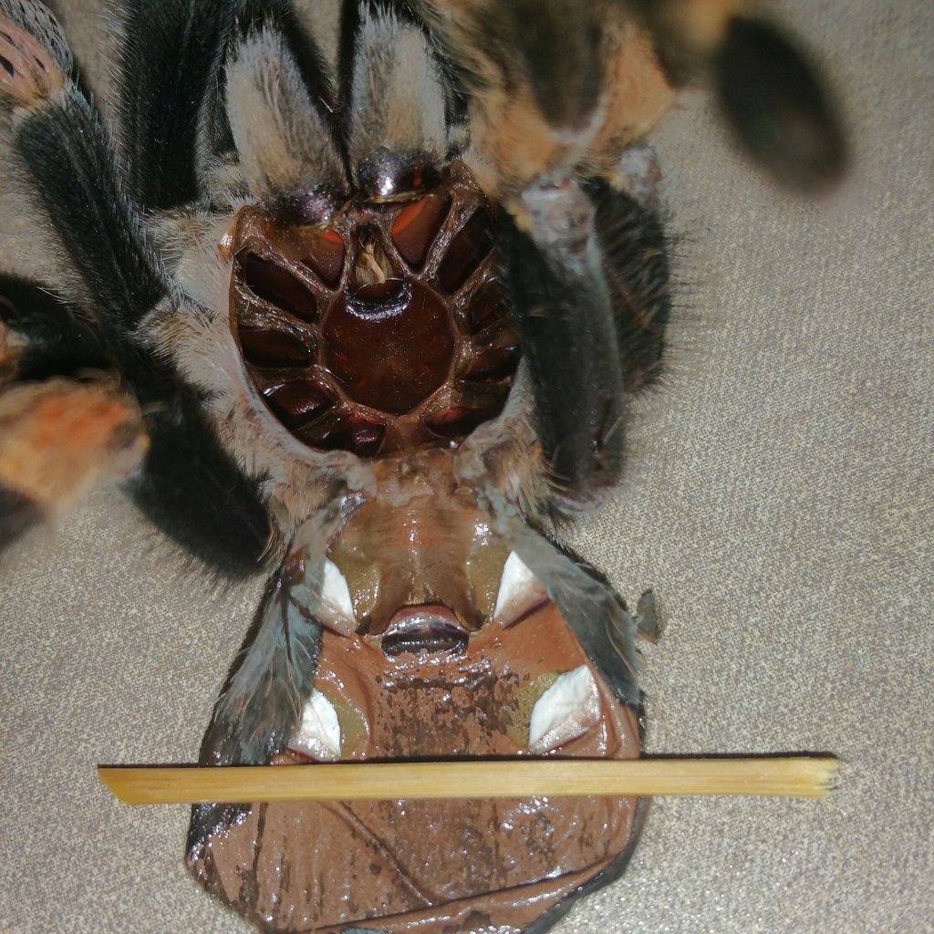 Female B. Smithi