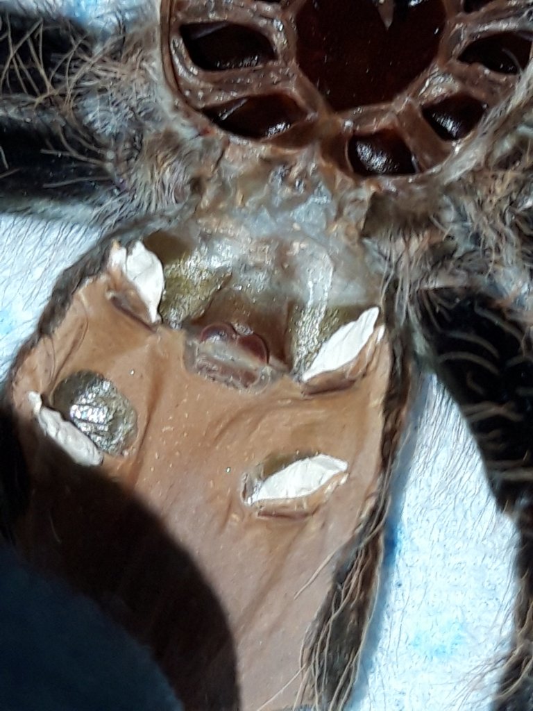 Female Brachypelma albopilosum [molt sexing]