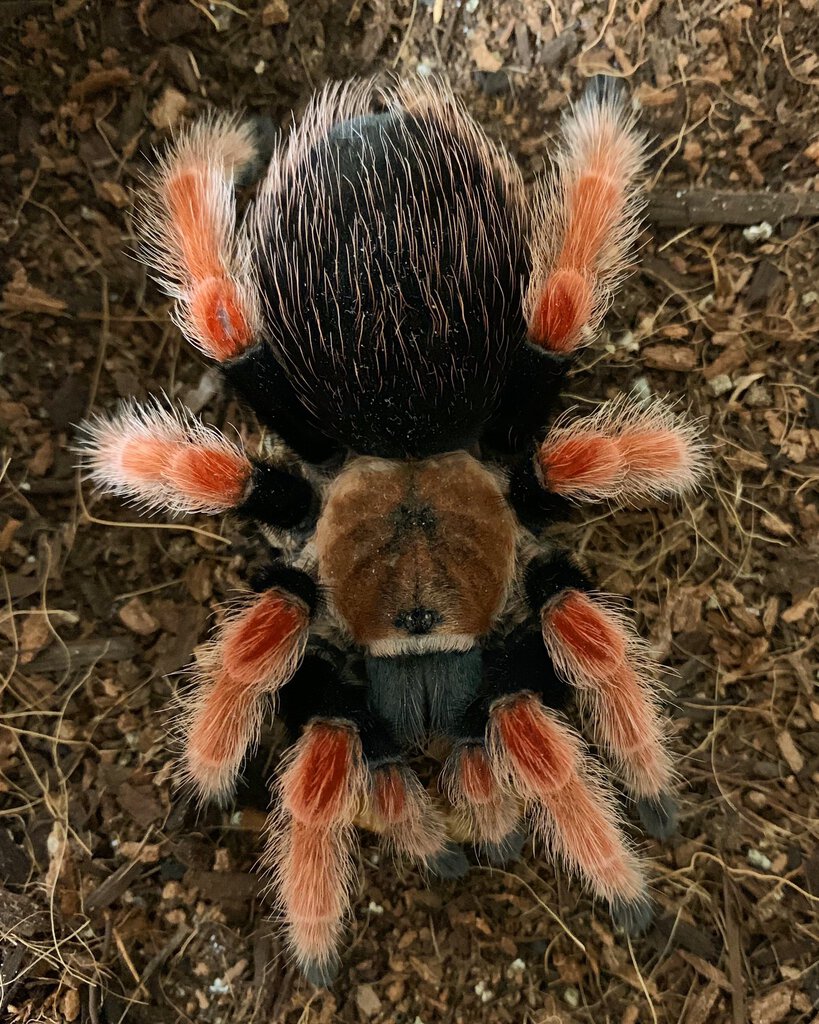 Female Brachypelma boehmei