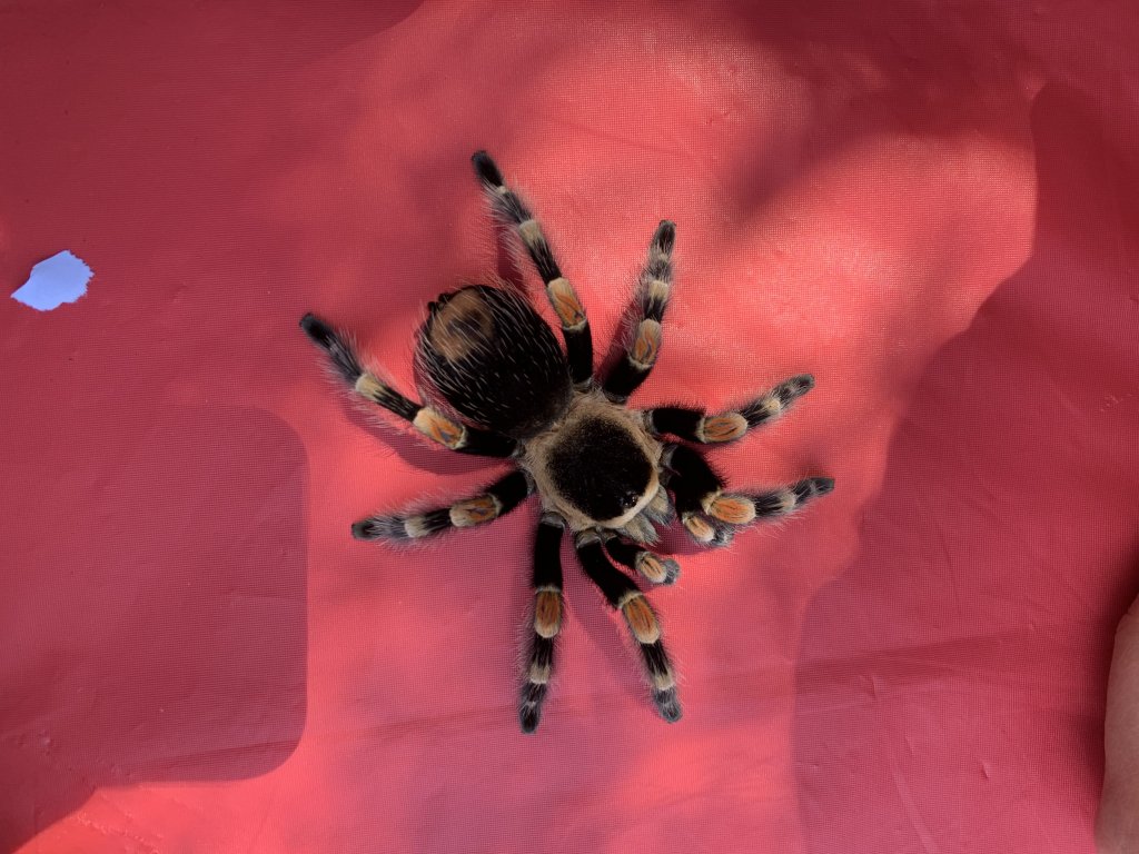 Female Brachypelma hamorii