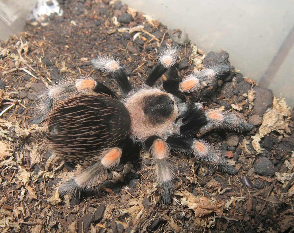 Female Brachypelma hamorii