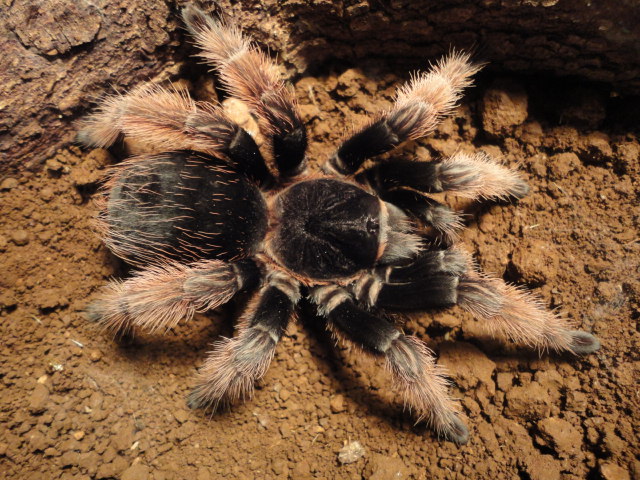 Female Brachypelma Klaasi | Arachnoboards