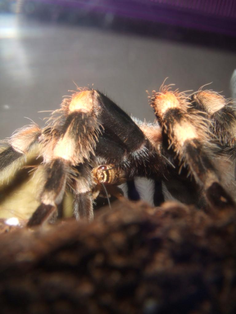 Female Brachypelma smithi