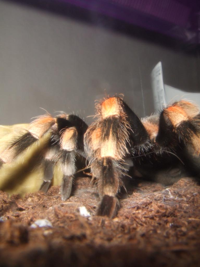 Female Brachypelma smithi