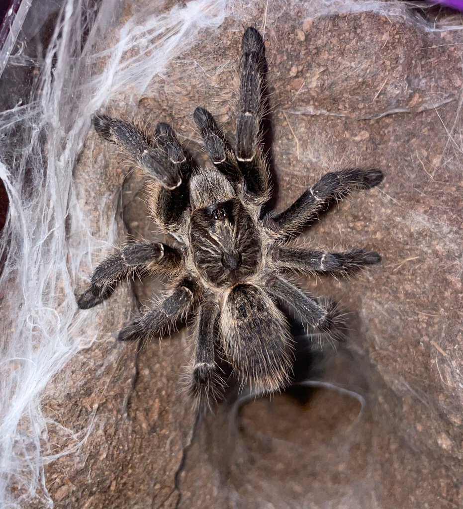 Female C. darlingi.