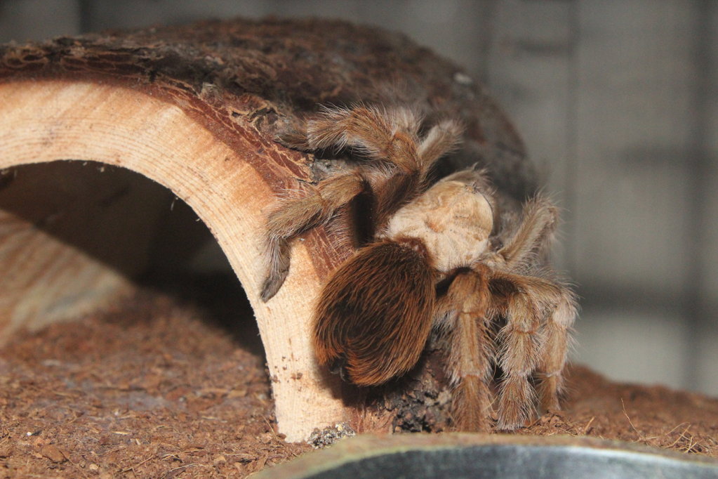 Female chalcodes