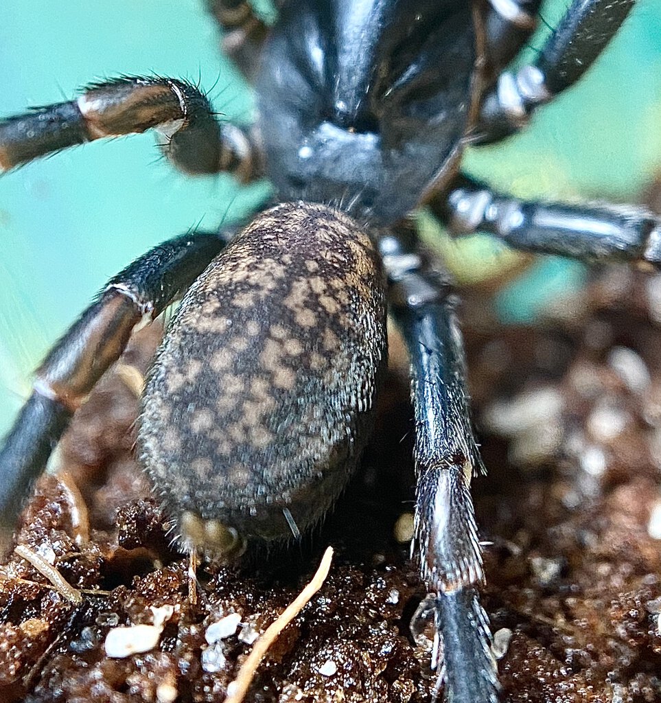 Female Chenistonia sp.