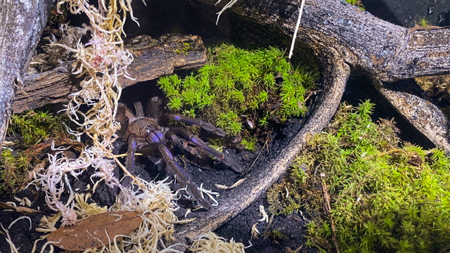 Female Chilobrachys natanicharum