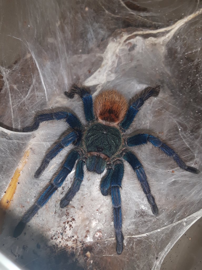 Female Chromatopelma Cyaneopubescens