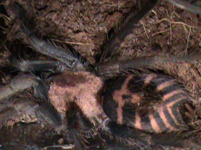 female Cyclosternum Fasciatum