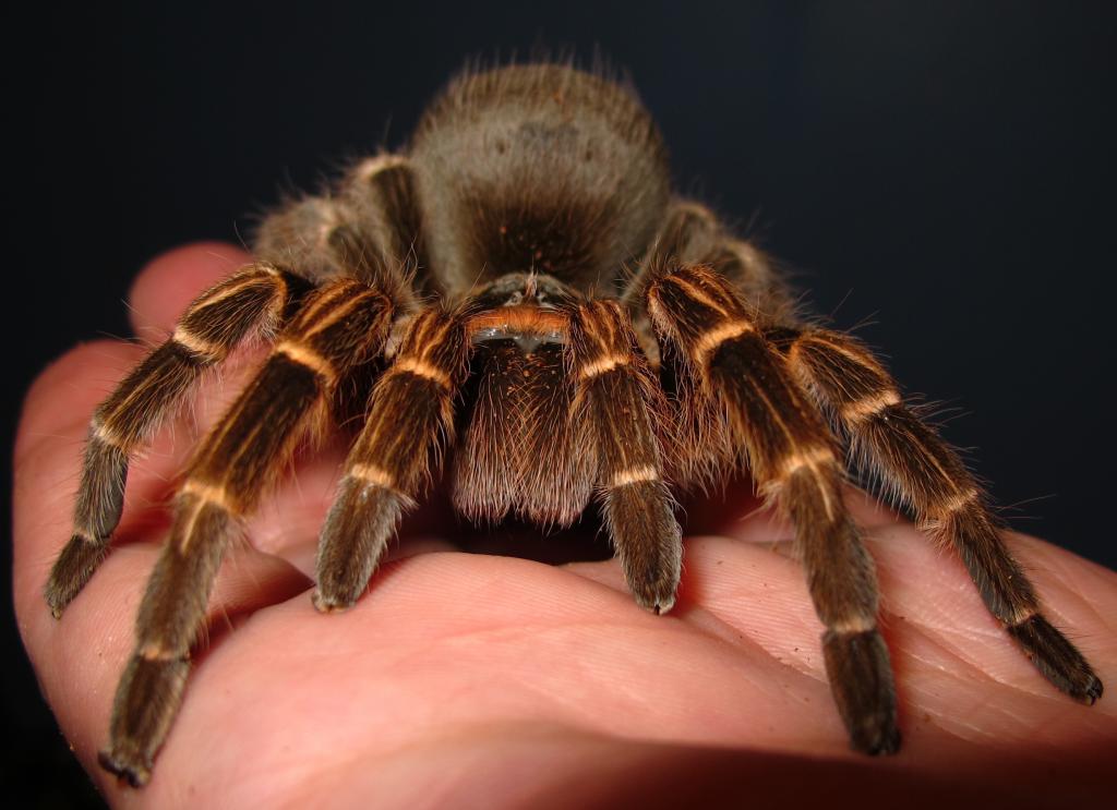 Female E. Campestratus