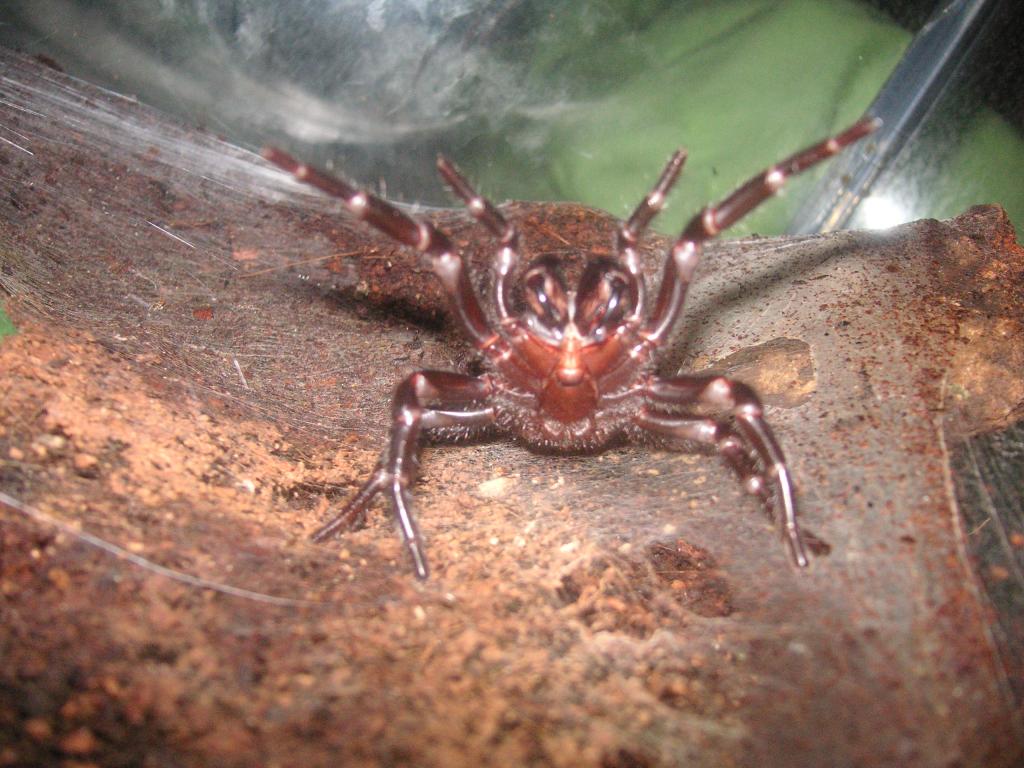 Female Funnel Web Atrax