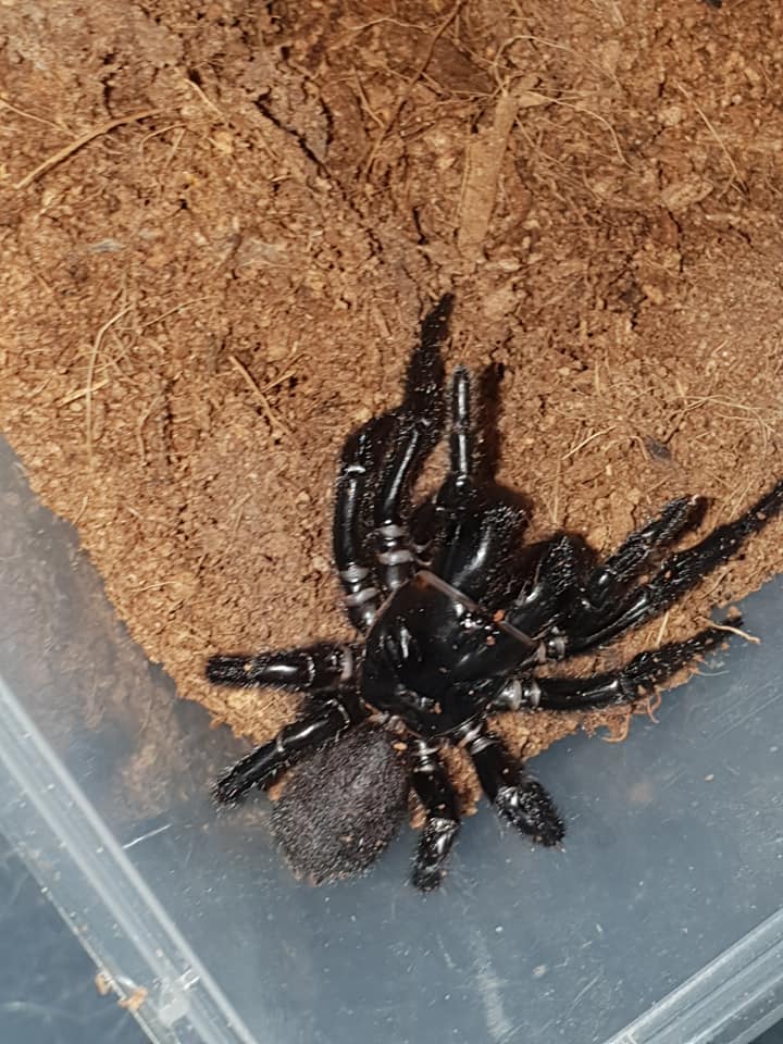 Female Funnel Web