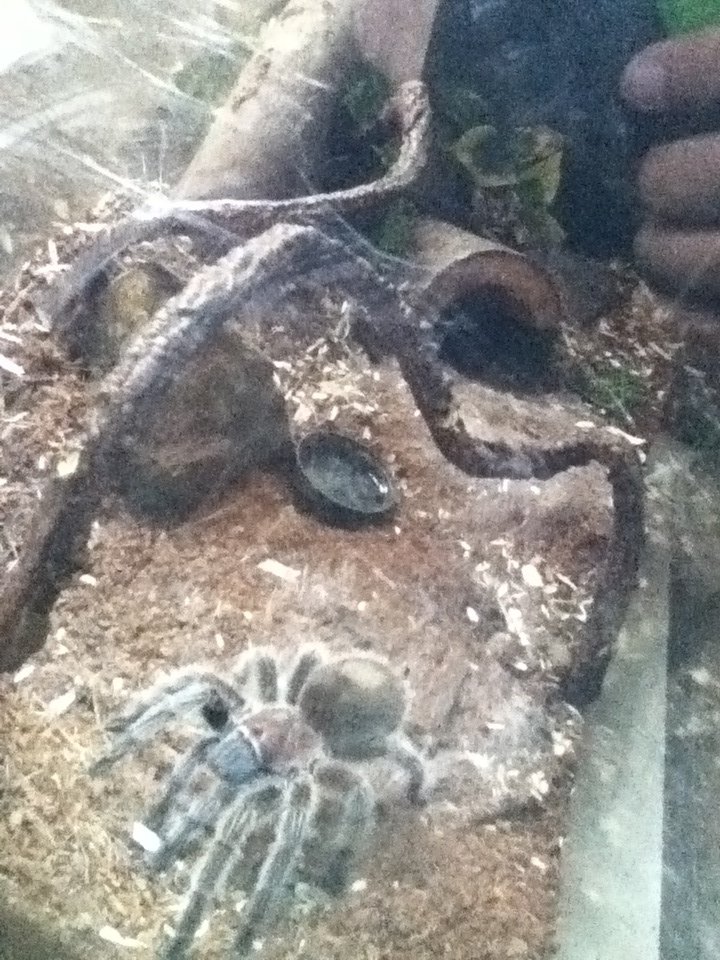 Female G.rosea exploring her home