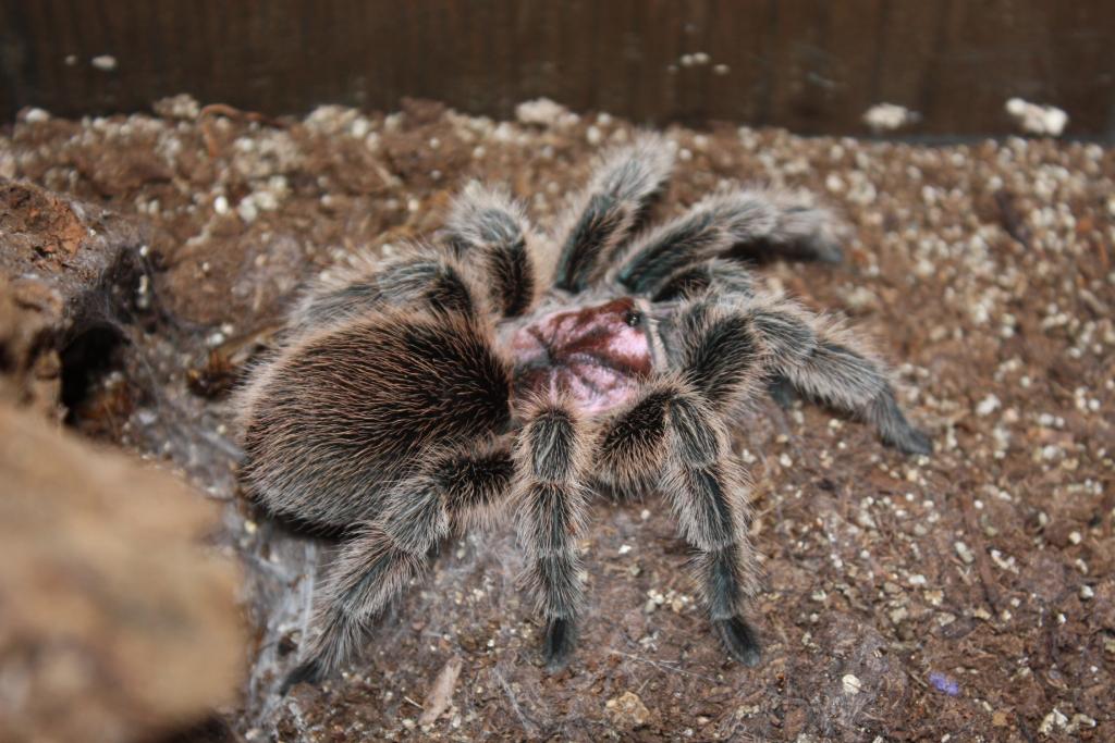 Female G. rosea "Pennywise"