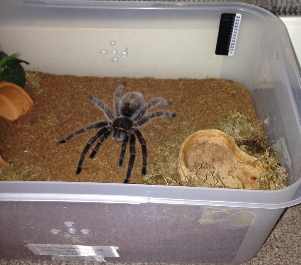 Female G.Rosea