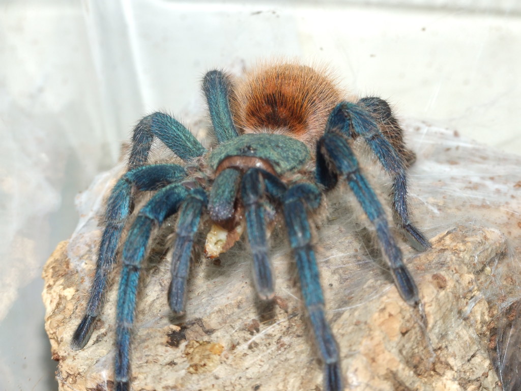 female GBB