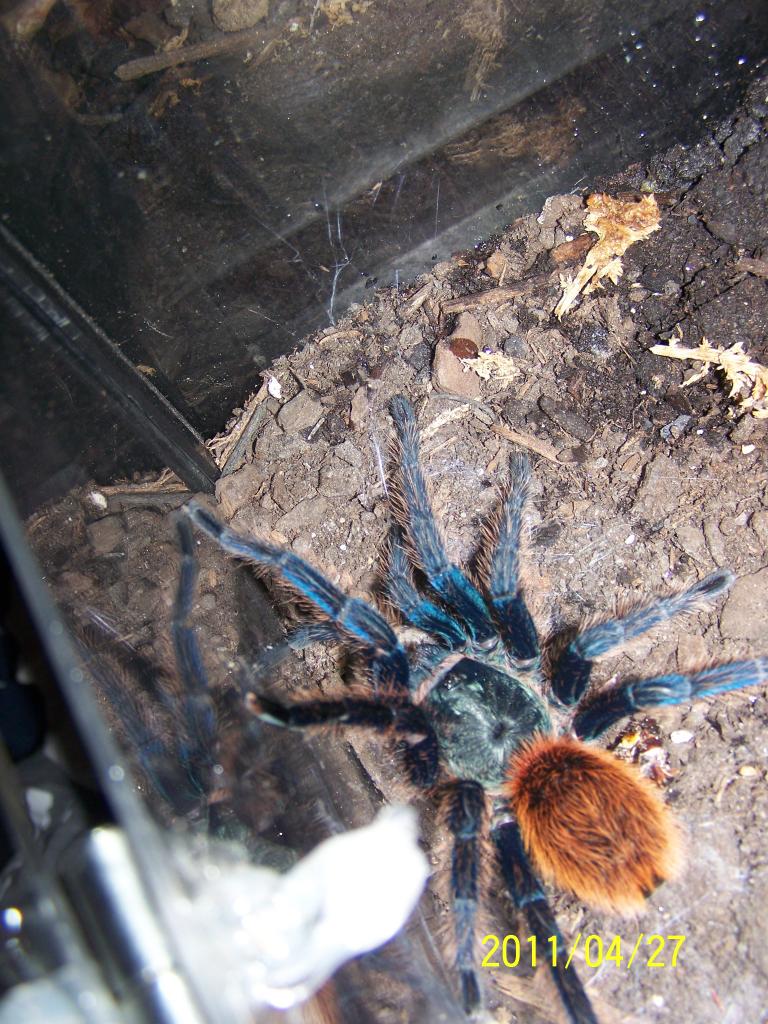 Female Gbb