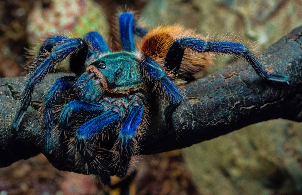 Female GBB