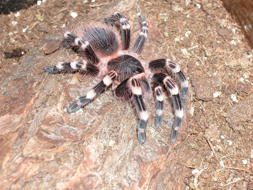 female geniculata