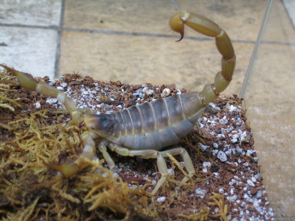 Female H. Arizonensis