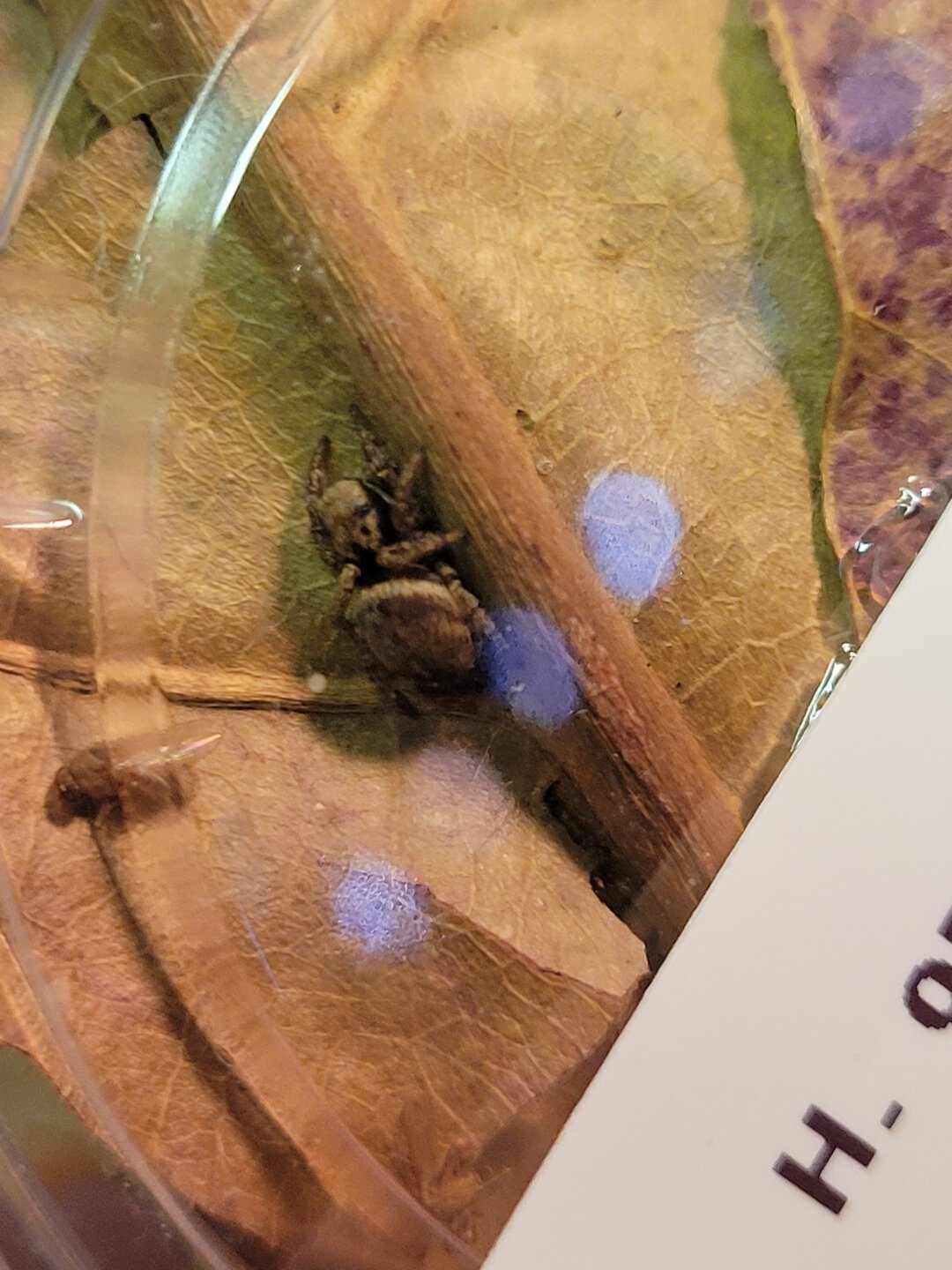 Female Habronattus oregonensis
