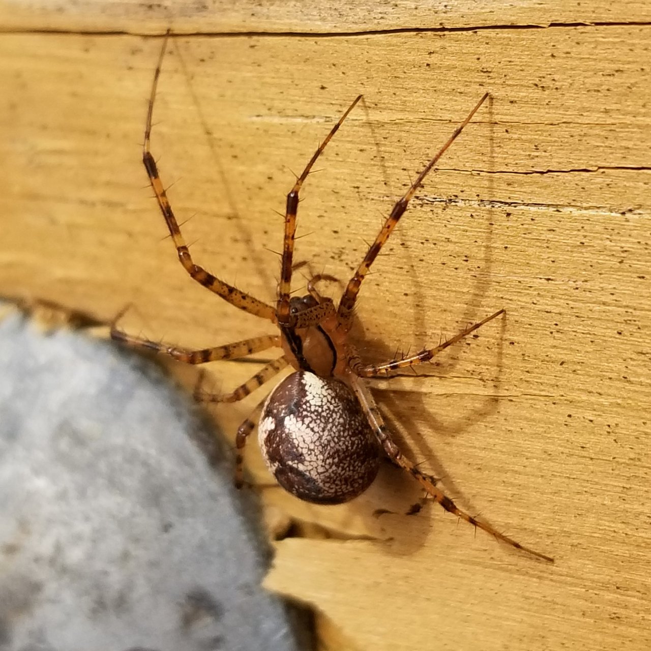 Female Hammock Spider