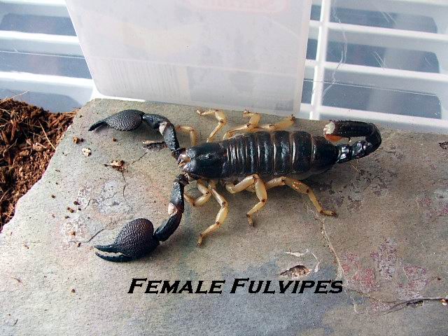 Female Heterometrus Fulvipes