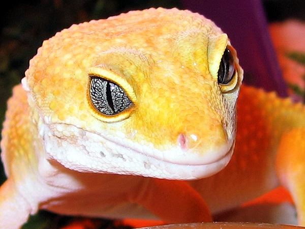 Female Hypo Tangerine Leopard Gecko