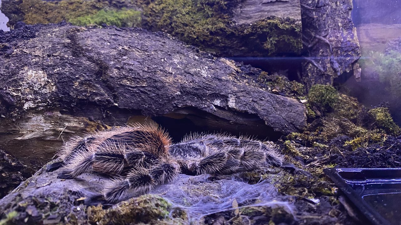 Female L. subcanens post molt late night yoga