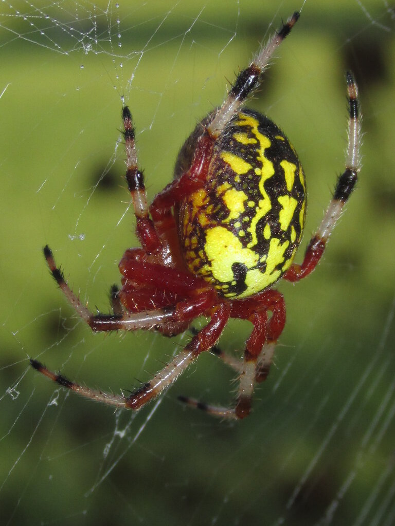 Female Marbled Orb Weaver (Araneus marmoreus)