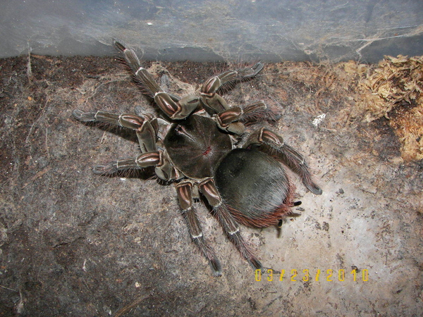 female molted 1 week ago