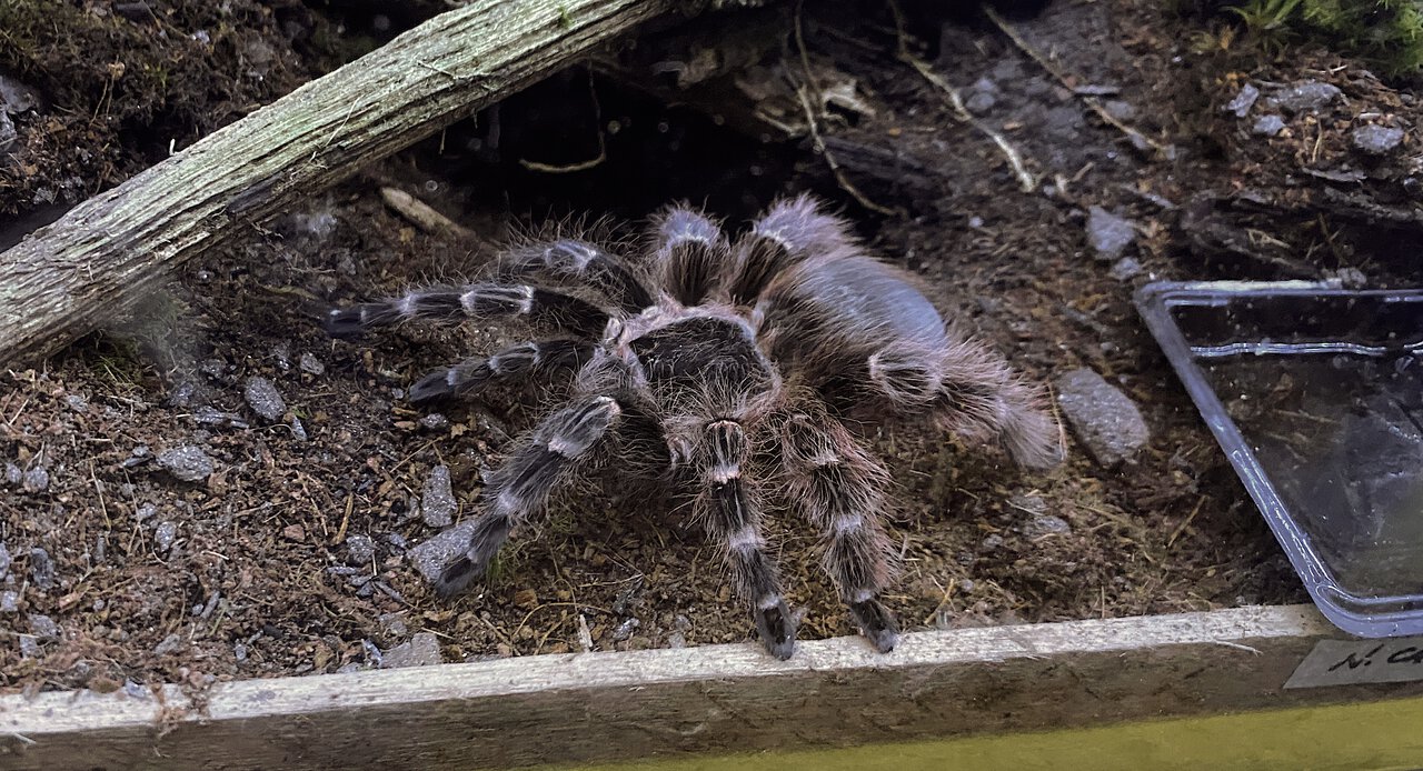 Female Nhandu carapoensis showing off her new look.