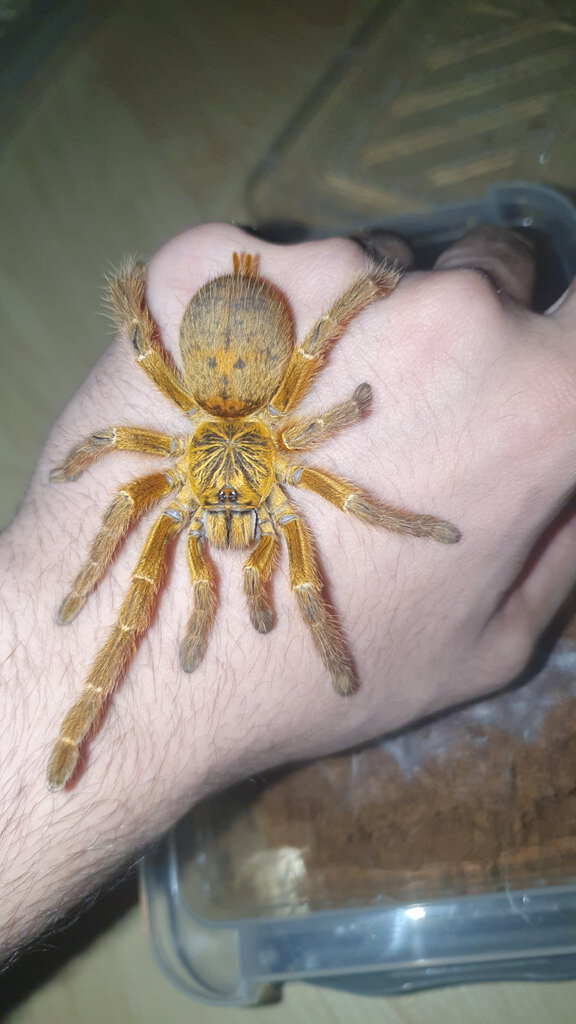 female obt