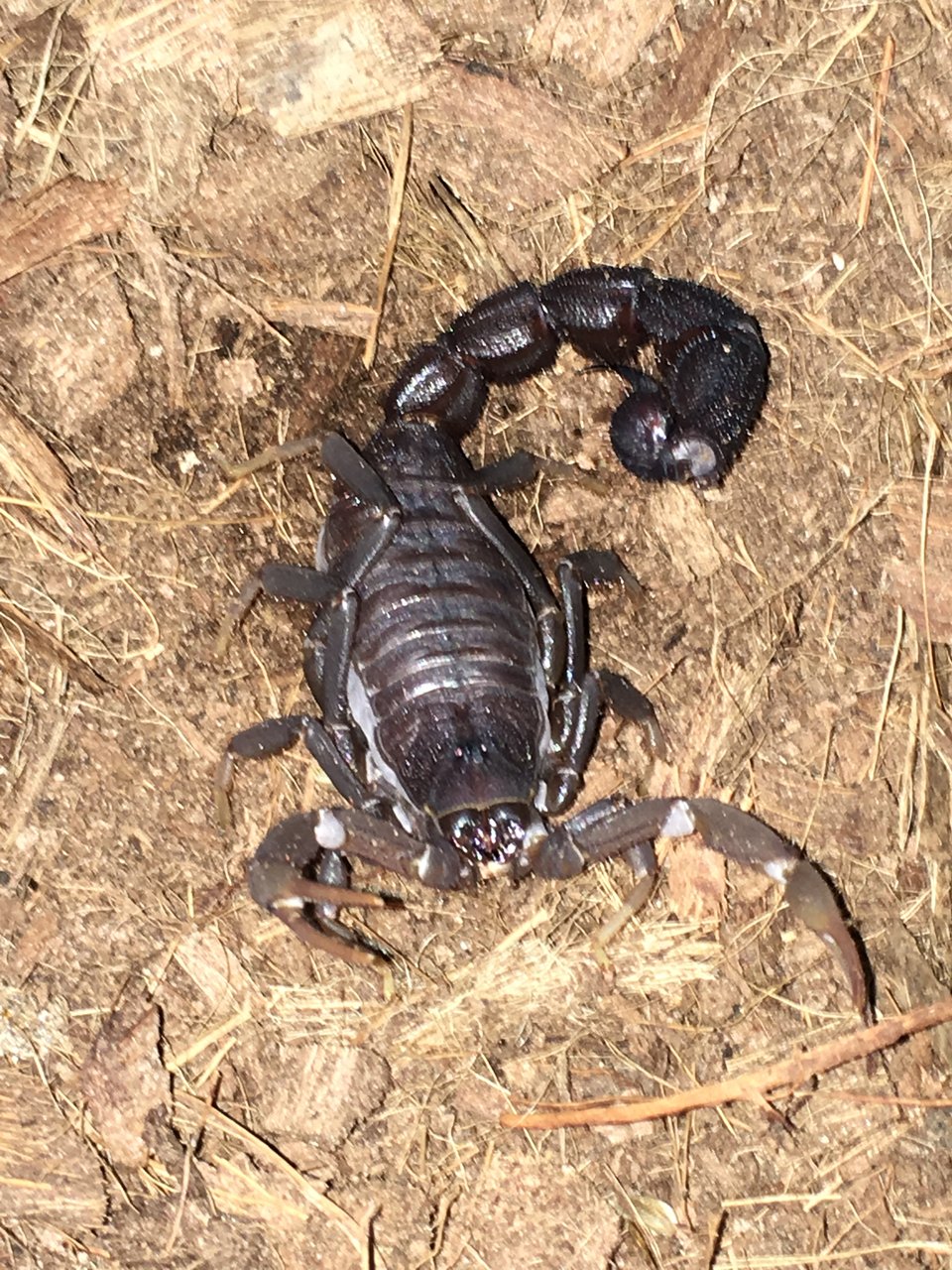 Female Parabuthus transvaalicus