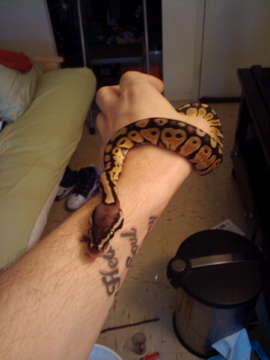 Female Pastel Ball Python