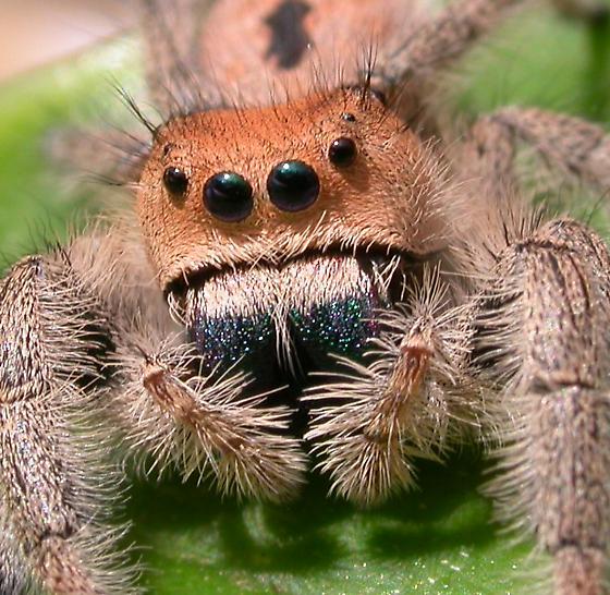 Female Phidippus regius