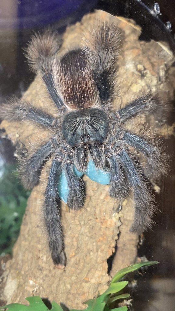 Female pink toe (Avicularia)