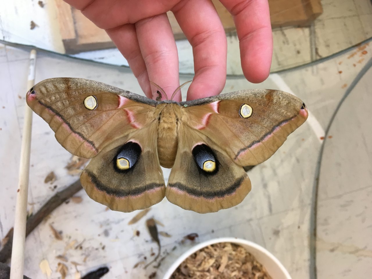 Female Polyphemus