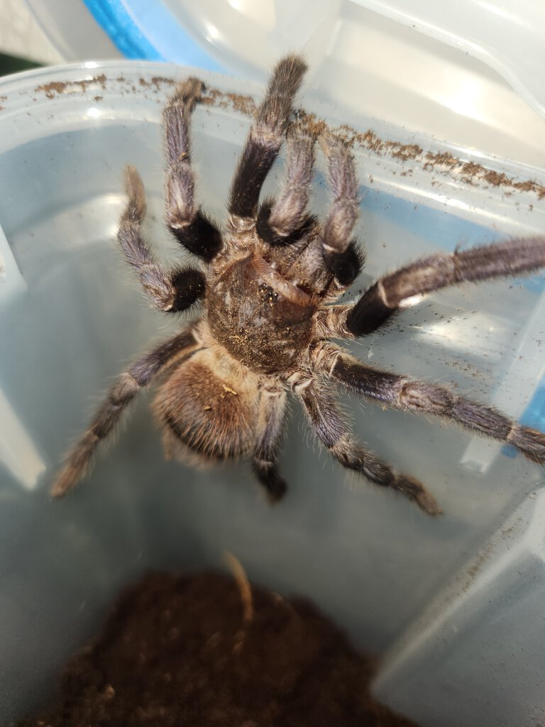 Female probable dwarf